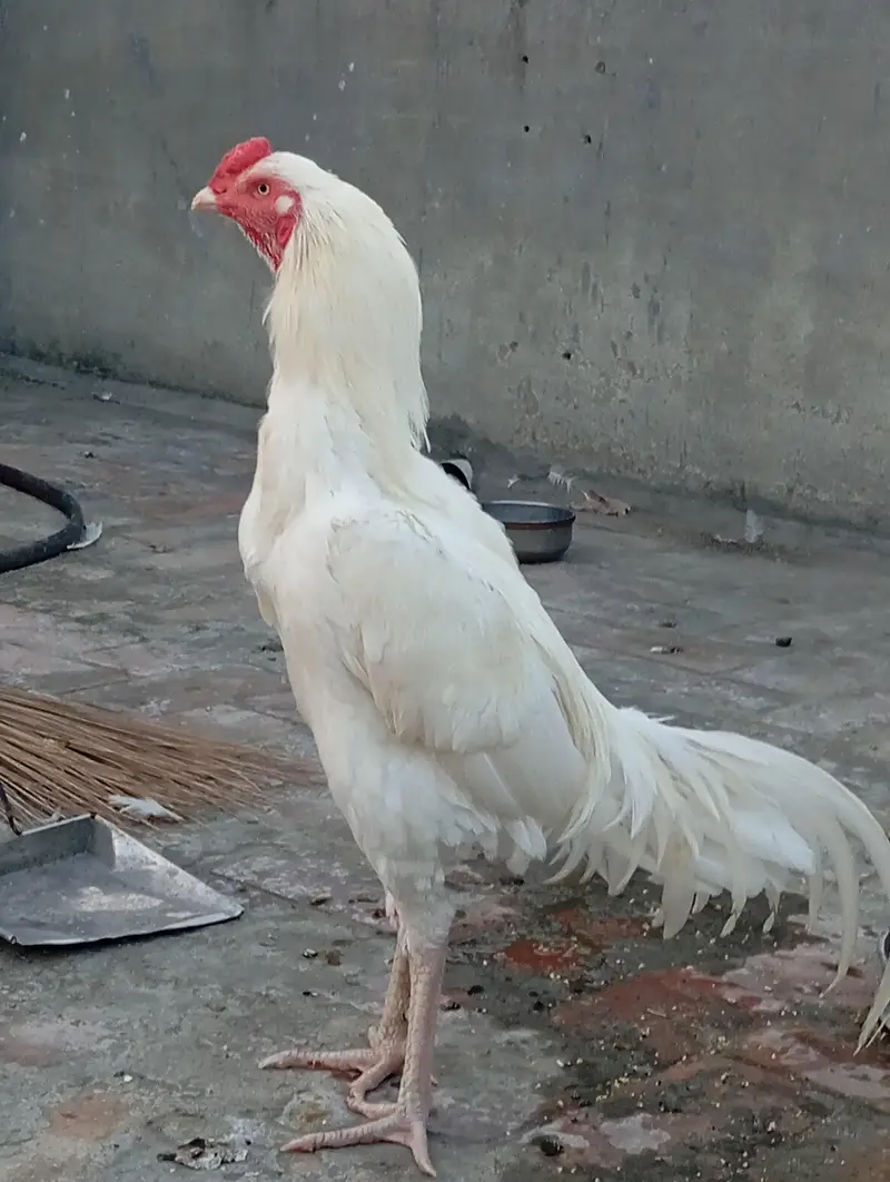 Heera Aseel chicks — photo 6