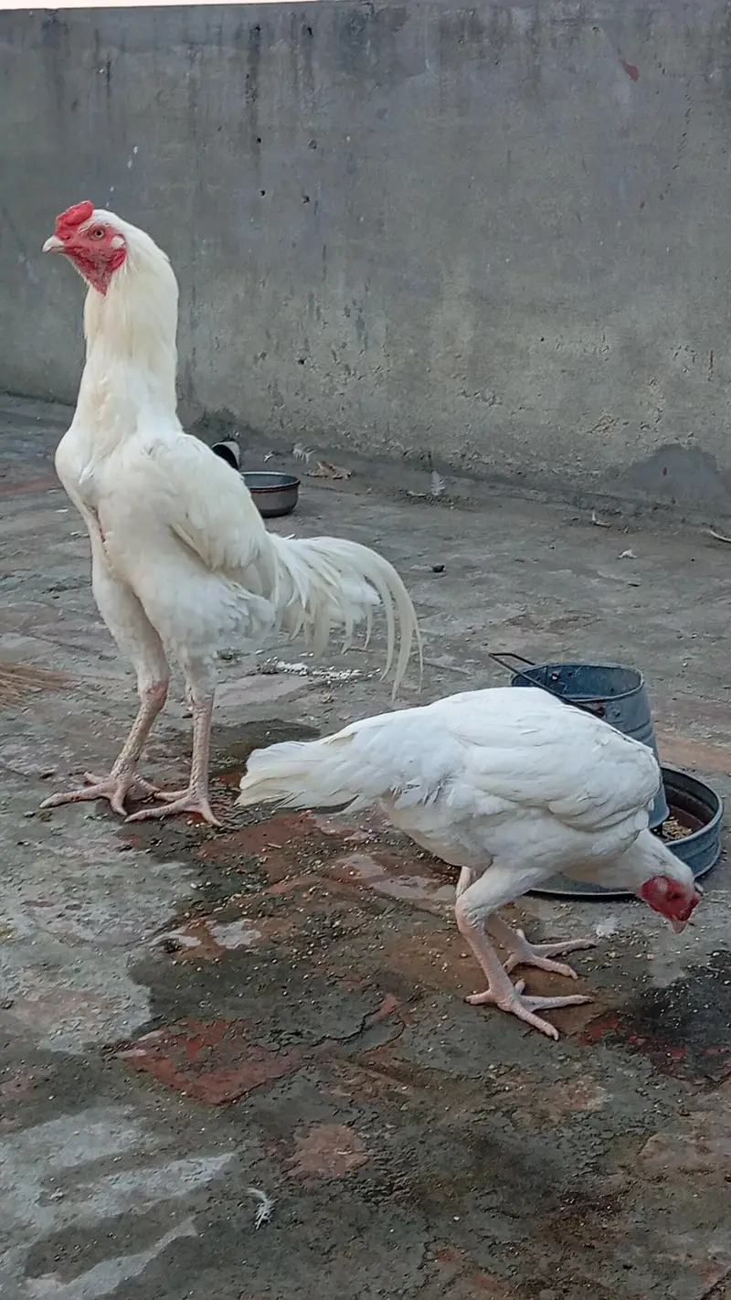 Heera Aseel chicks — photo 7