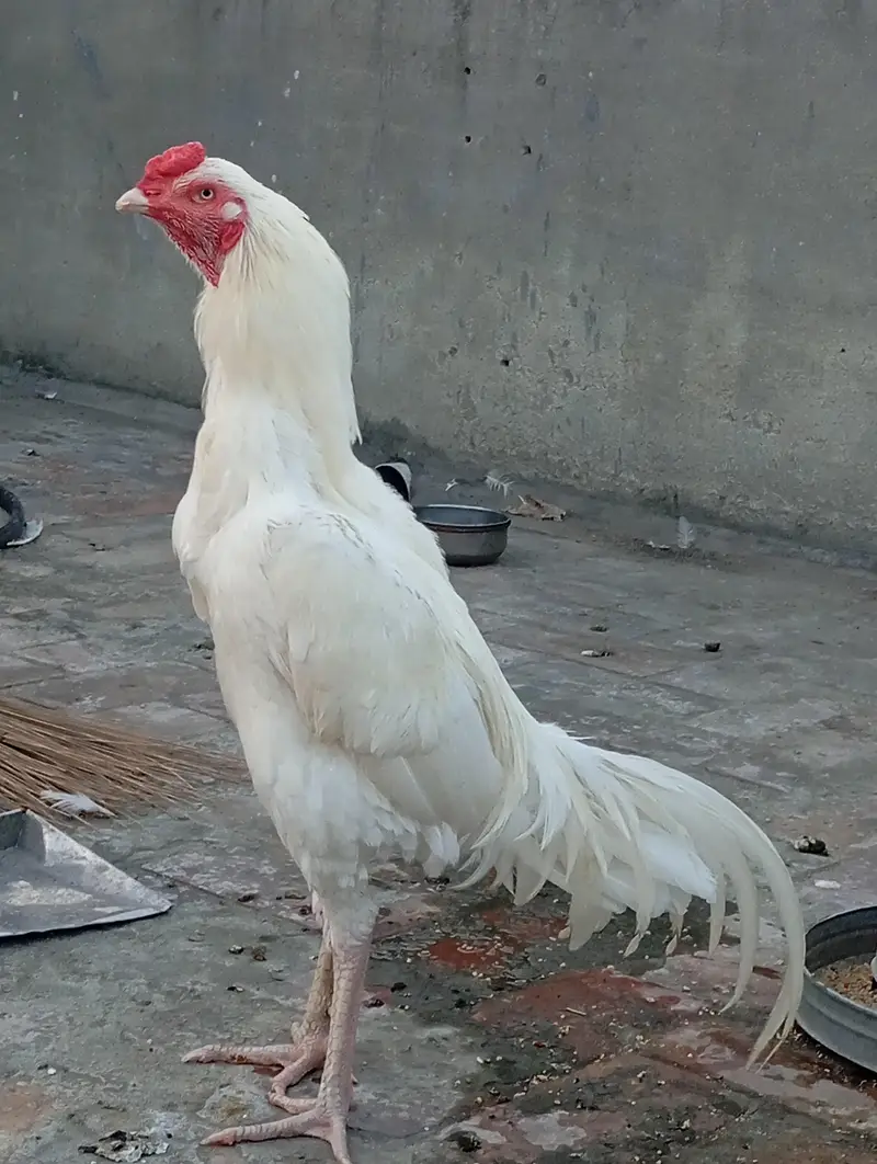 Heera Aseel chicks — photo 8
