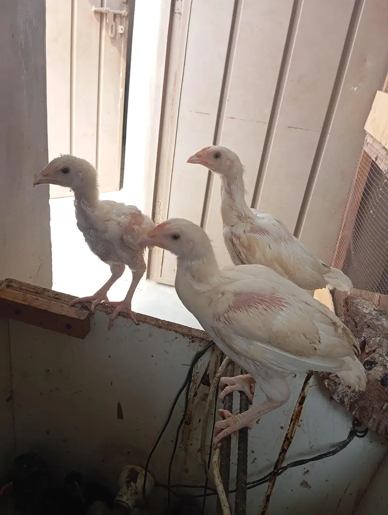 Heera Aseel chicks — photo 9