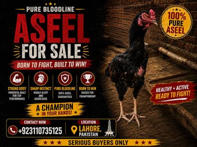 Pure Thai Aseel | Imported Bloodline