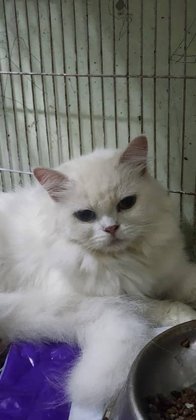 white Persian cats