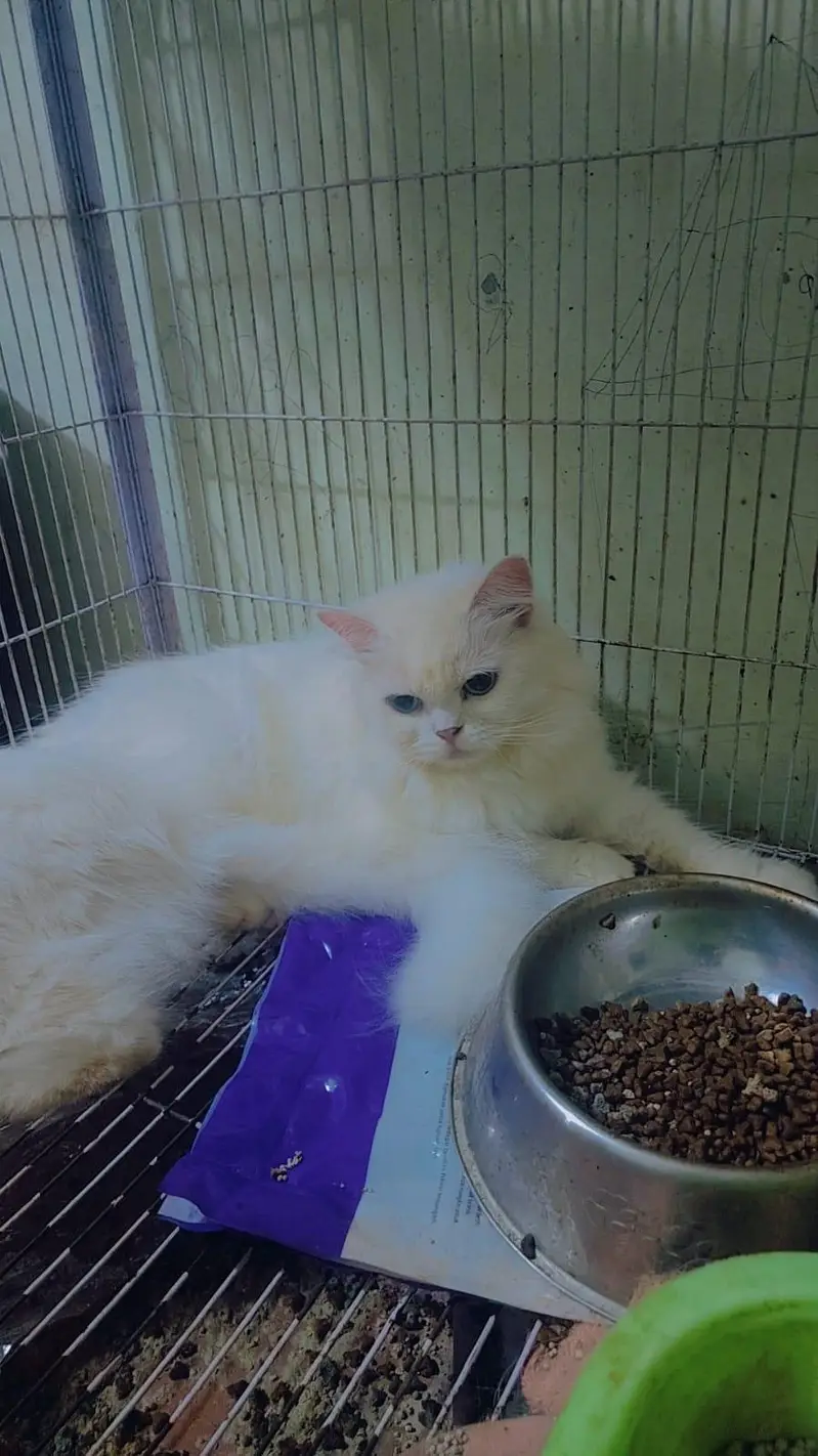 white Persian cats — photo 2