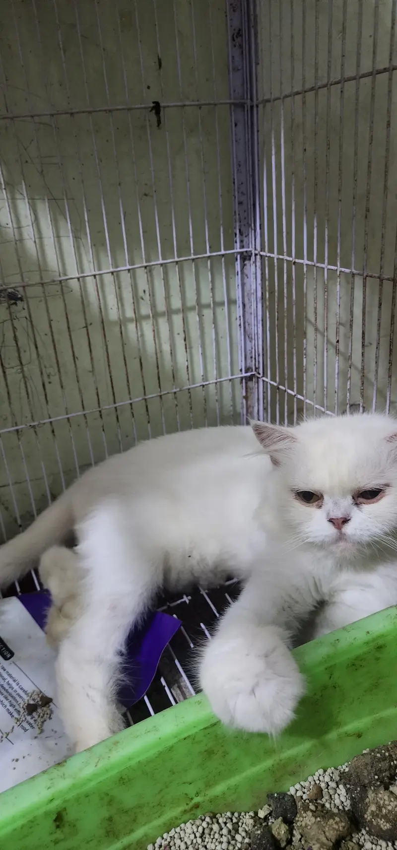 white Persian cats — photo 3