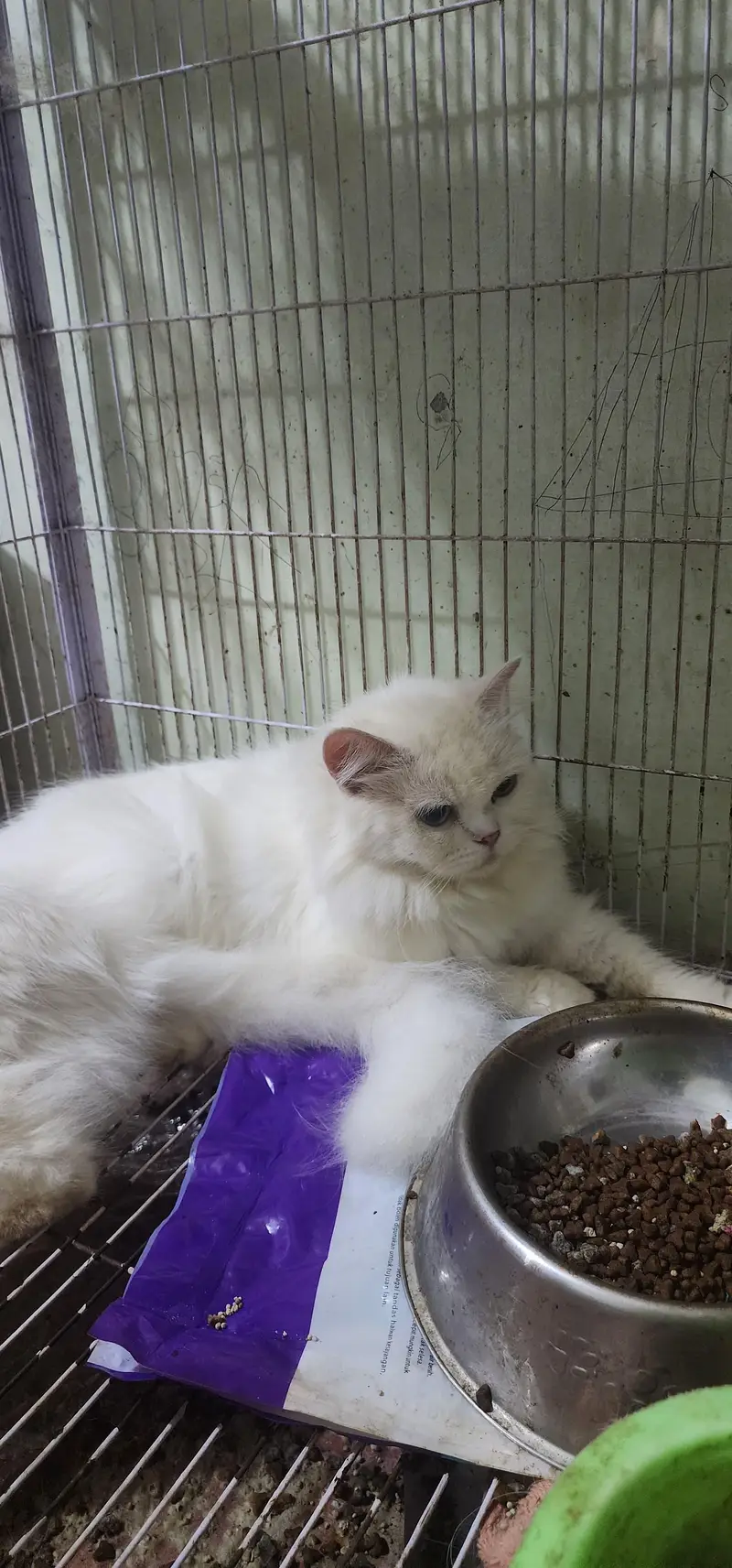 white Persian cats — photo 4