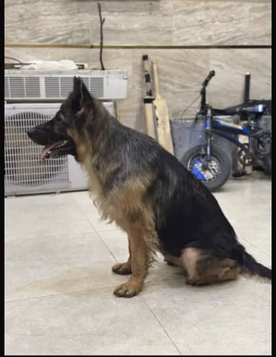 German Shepherd
