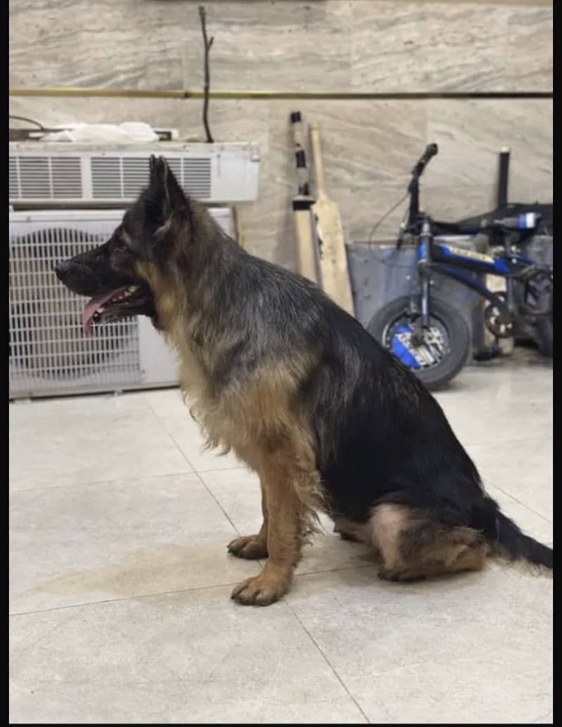 German Shepherd 0
