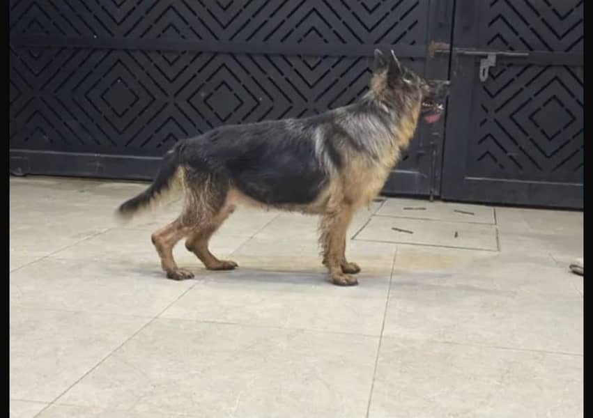 German Shepherd 3