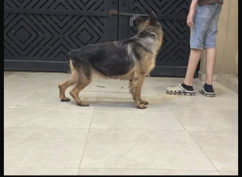 German Shepherd 4