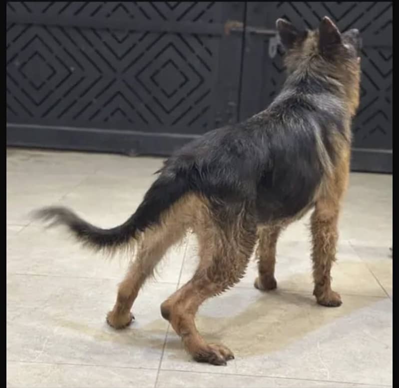 German Shepherd 5