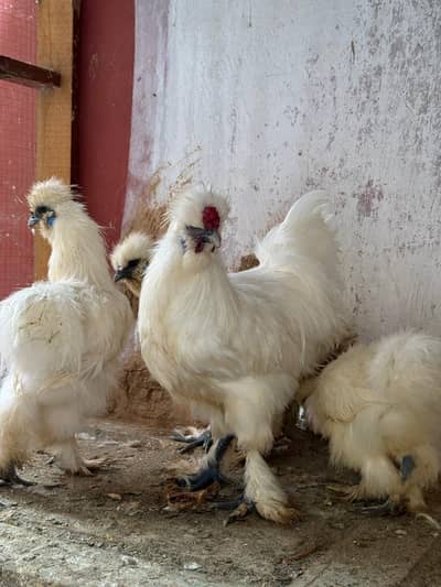 Silkie male white colour