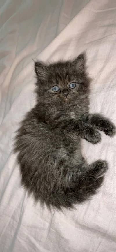 Male kitten