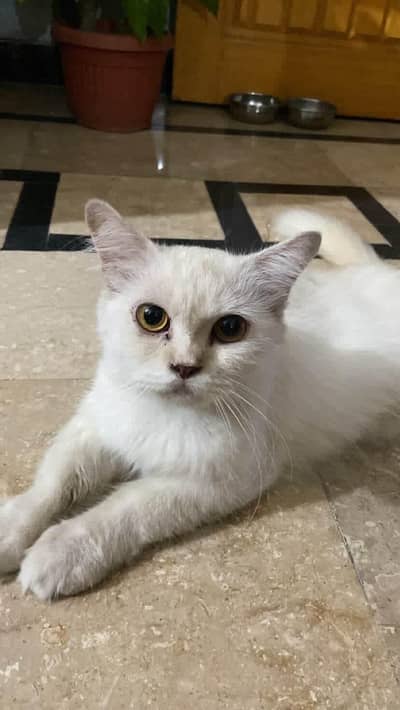 Persian Cat