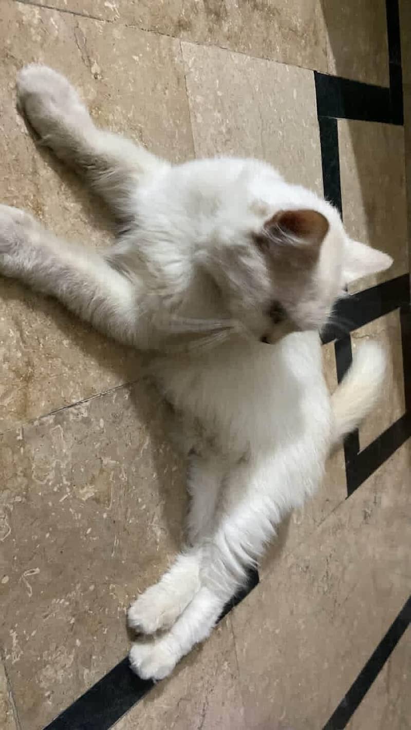 Persian Cat 1