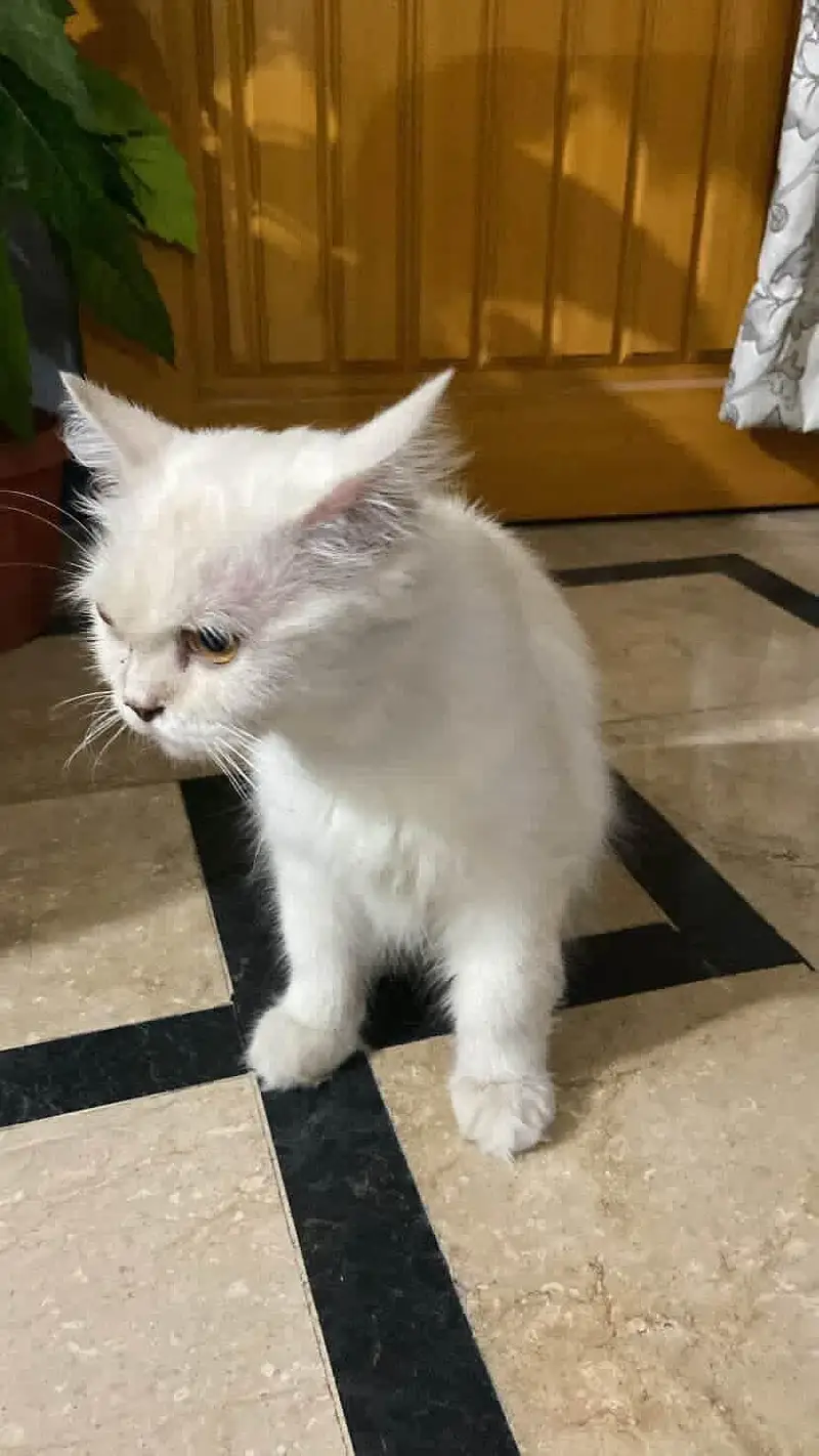 Persian Cat — photo 3
