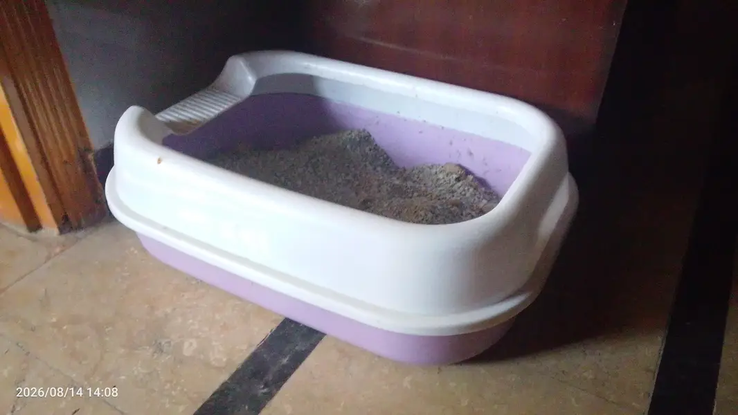 Persian Cat — photo 4