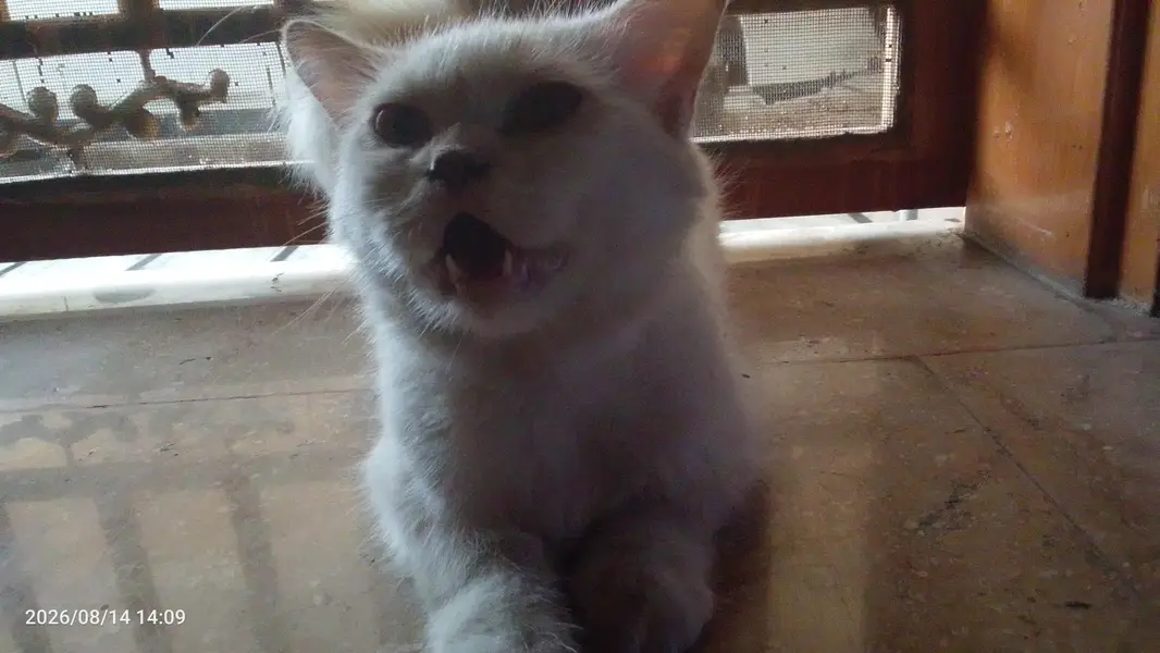 Persian Cat — photo 5