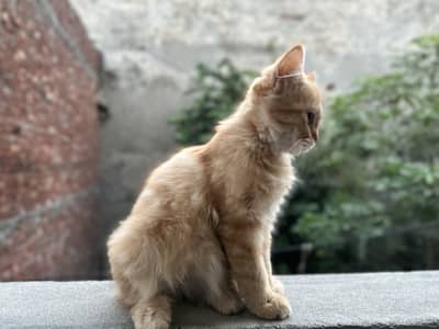 Kittens For Sale