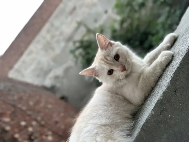 Kittens For Sale — photo 2