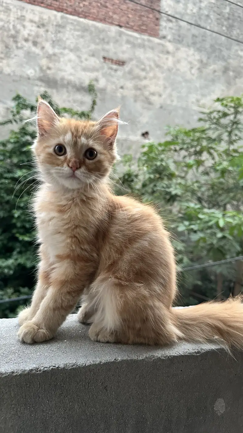 Kittens For Sale — photo 3