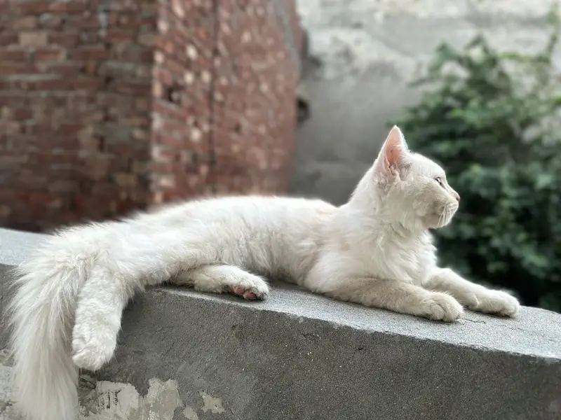 Kittens For Sale — photo 4