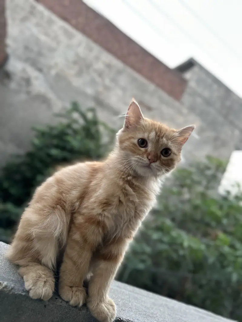 Kittens For Sale — photo 5