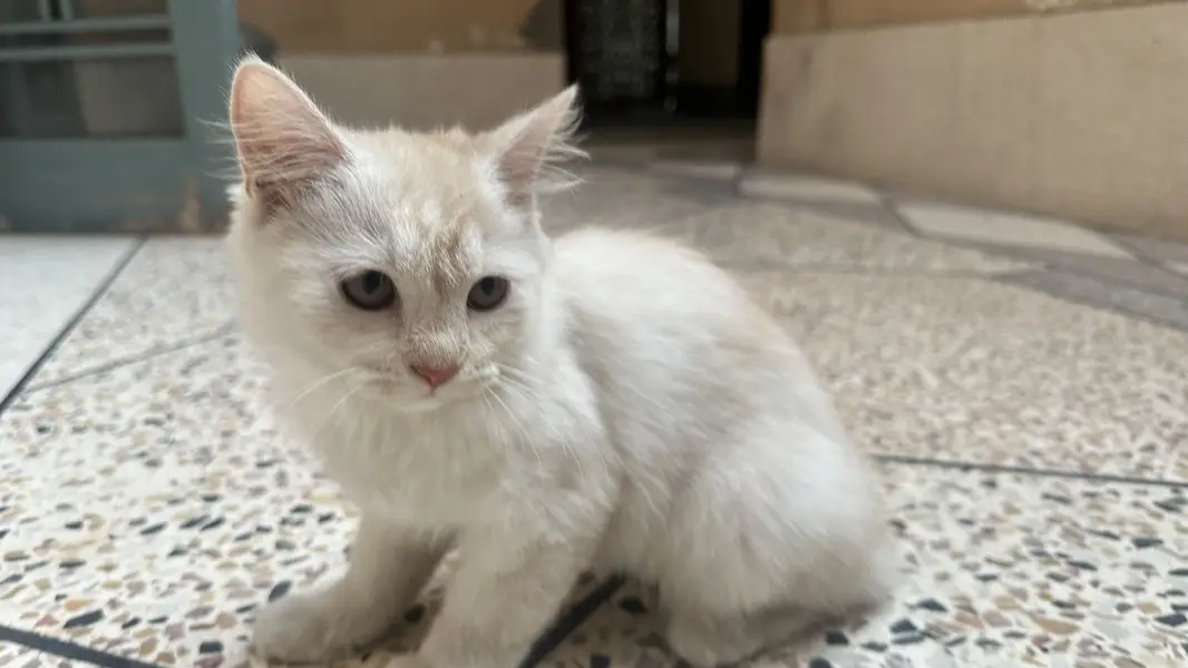 Kittens For Sale — photo 6