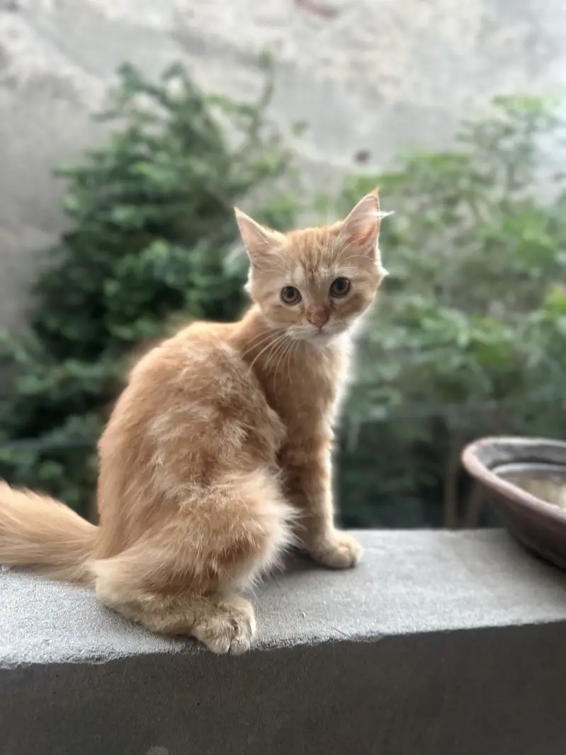 Kittens For Sale — photo 7