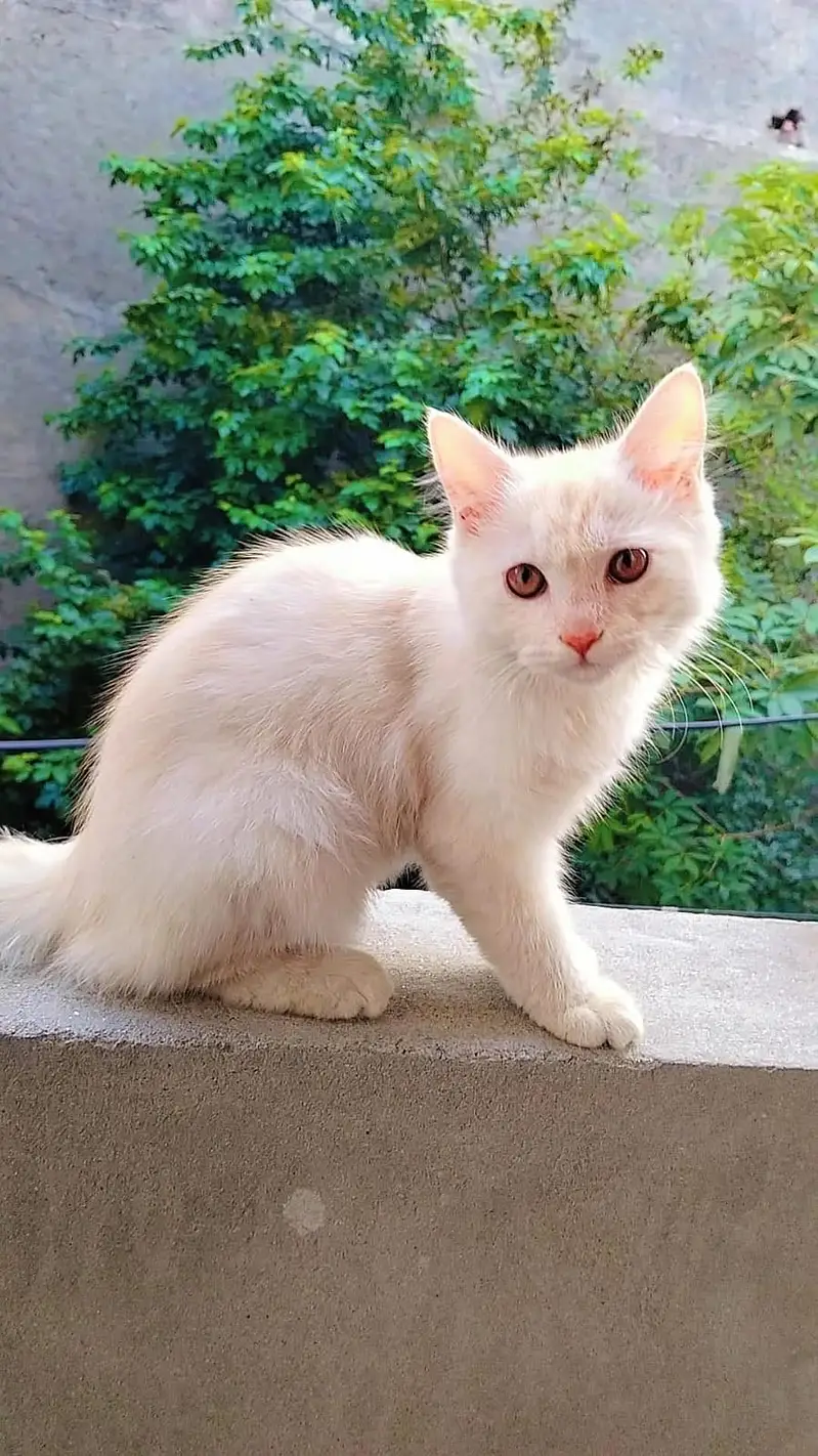 Kittens For Sale — photo 8