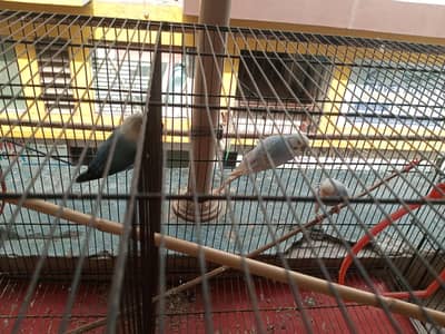 Budgies breeder pair
