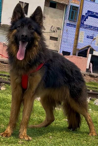 German shepherd  long coat full security guard male  for sale