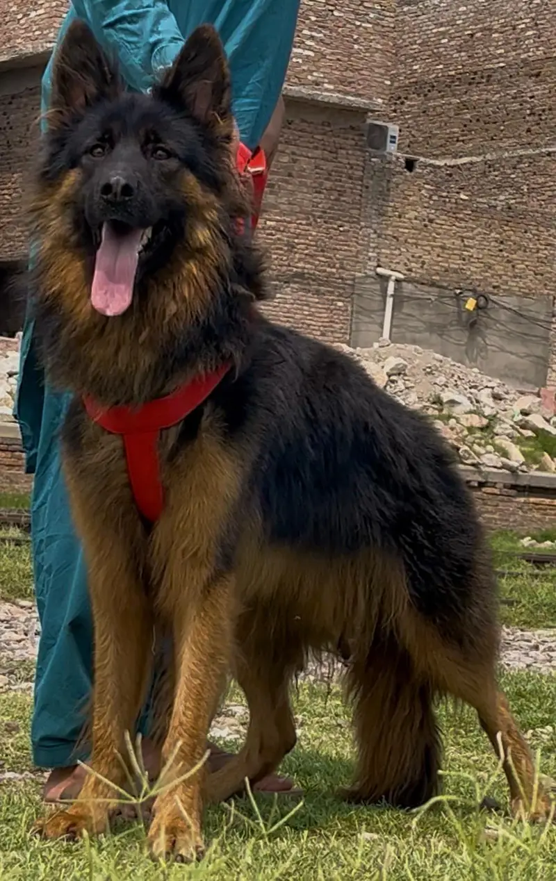 German shepherd  long coat full security guard male  for sale — photo 2