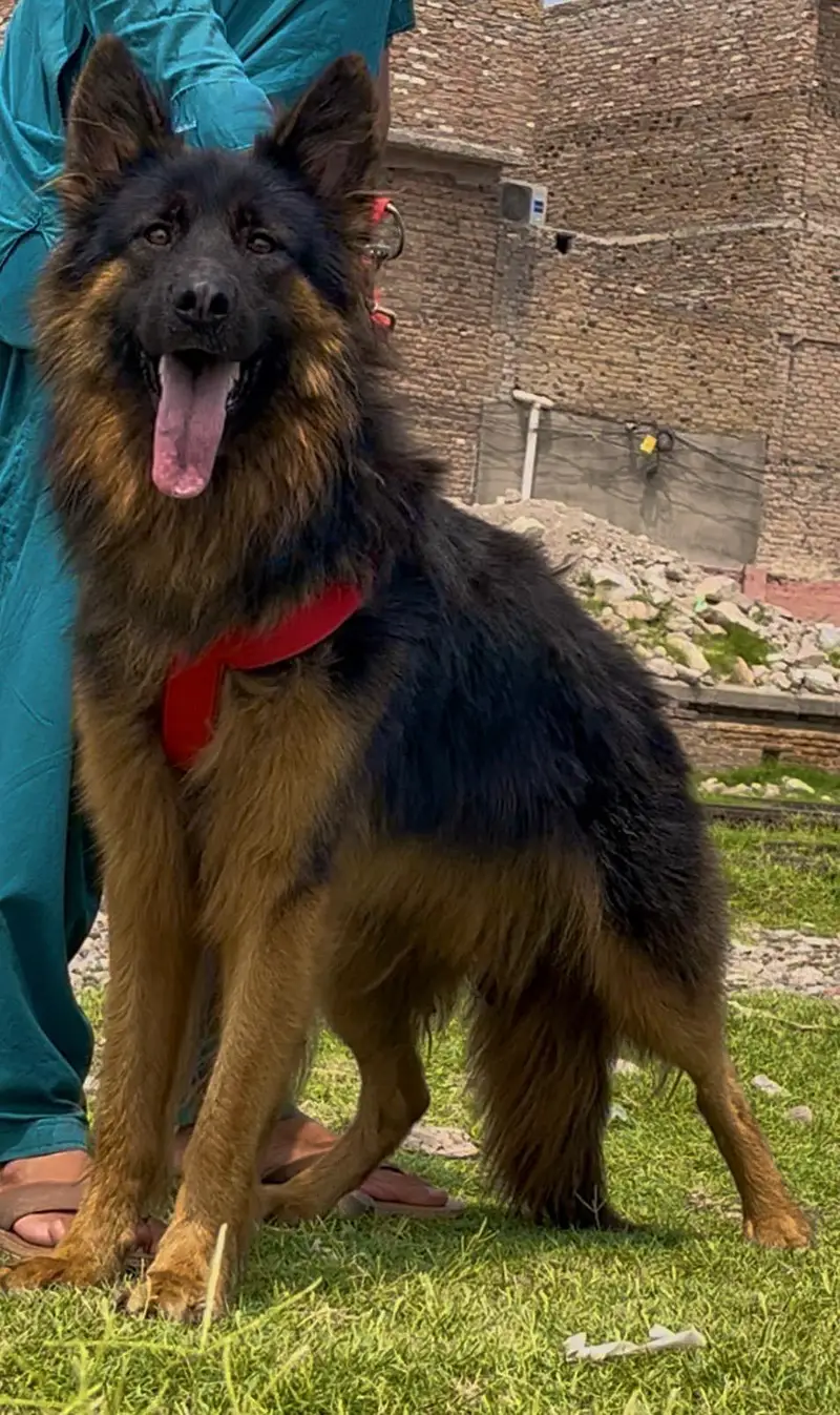 German shepherd  long coat full security guard male  for sale — photo 3