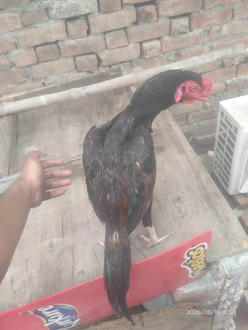 PURE ASEEL THAI | Imported Bloodline — photo 4