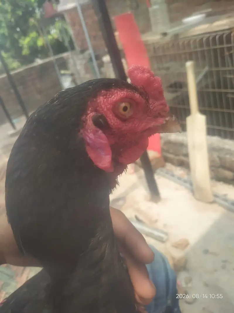 PURE ASEEL THAI | Imported Bloodline — photo 5