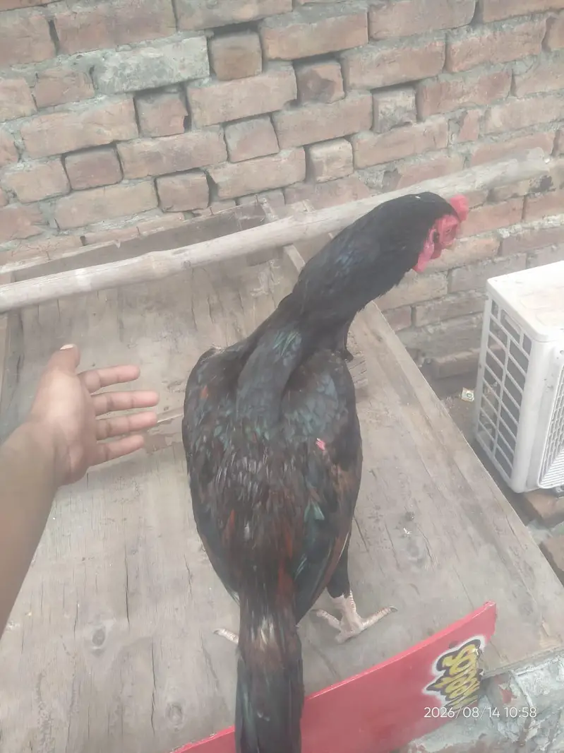 PURE ASEEL THAI | Imported Bloodline — photo 6