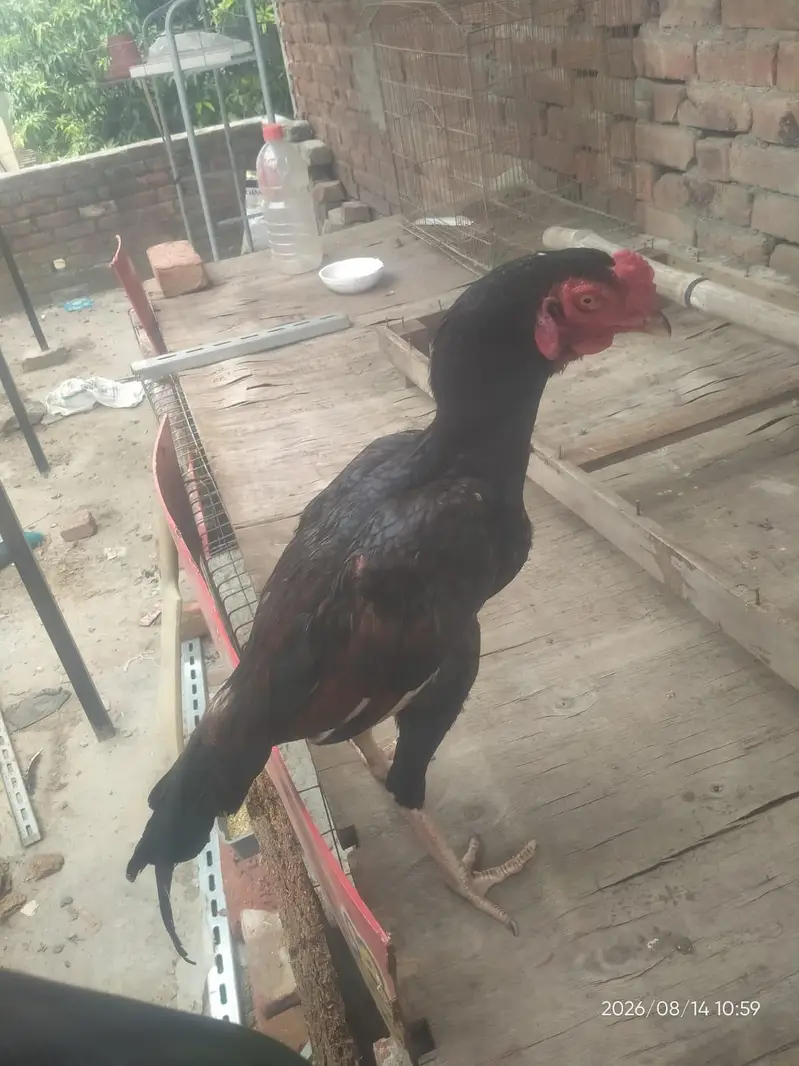 PURE ASEEL THAI | Imported Bloodline — photo 7