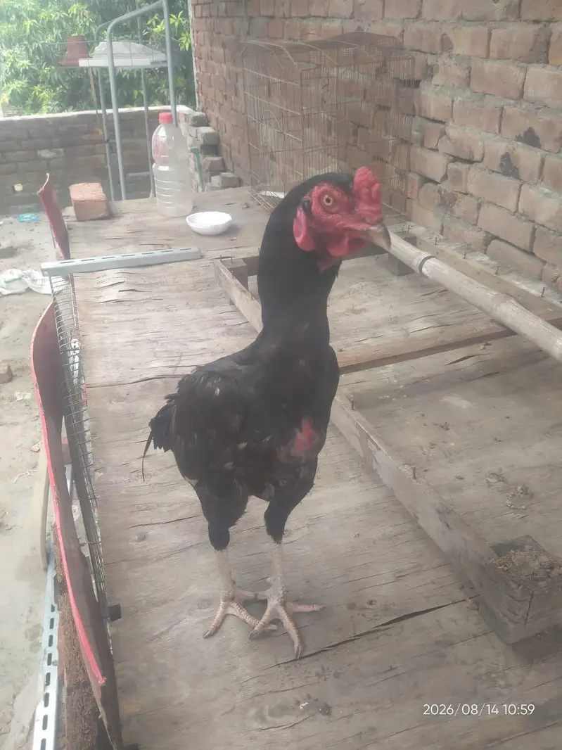 PURE ASEEL THAI | Imported Bloodline — photo 8