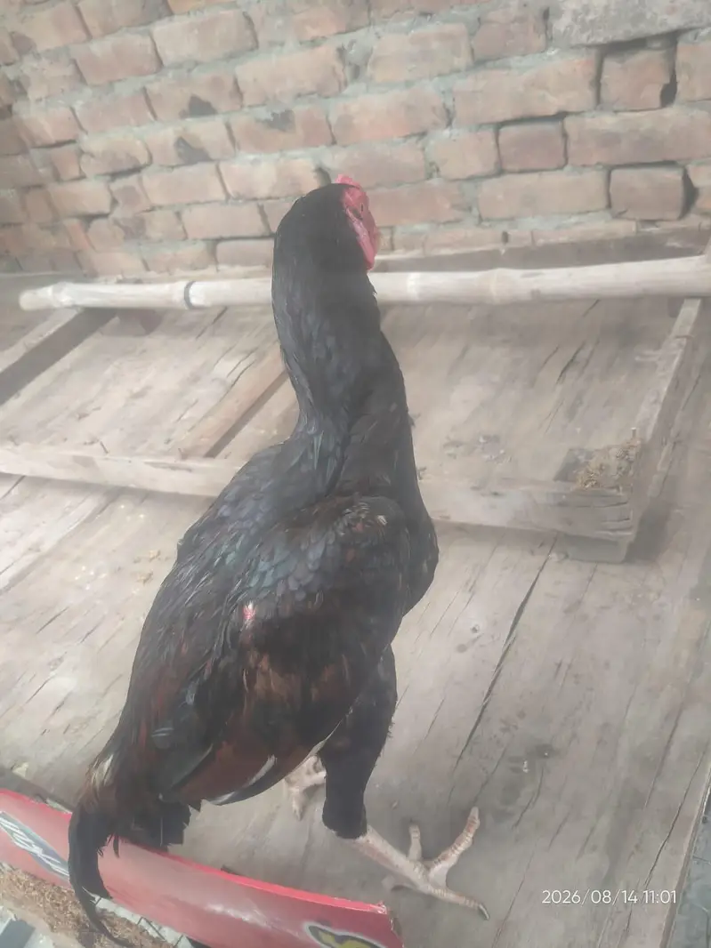 PURE ASEEL THAI | Imported Bloodline — photo 10