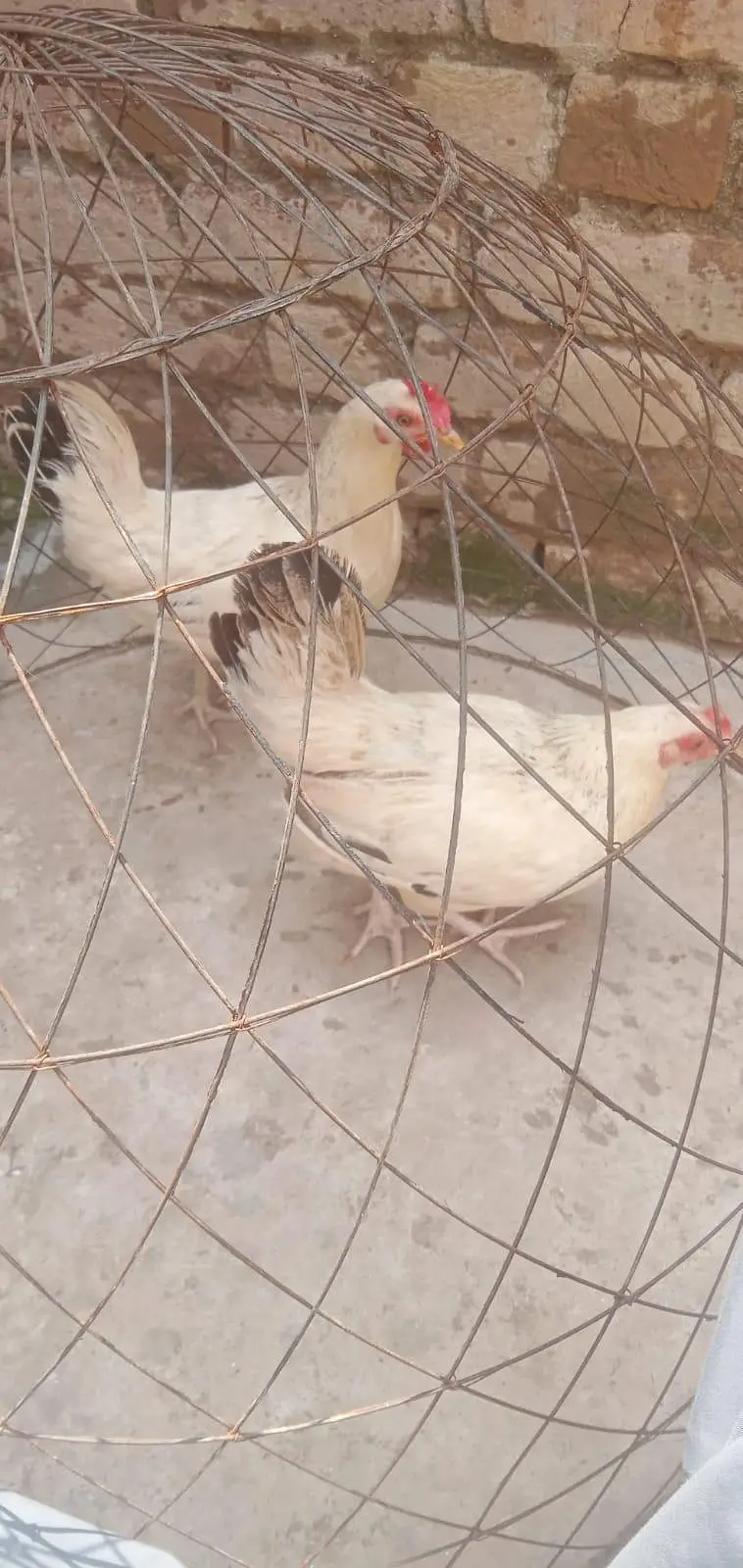 golden missri — photo 3
