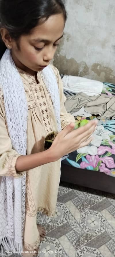 Green Ring Neck Parrot – 2.5 Years Old
