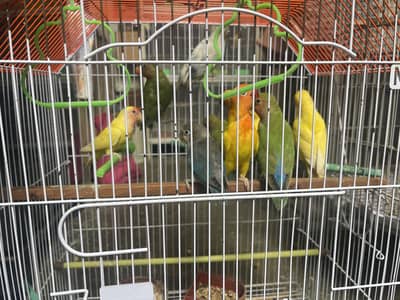 Lovebirds