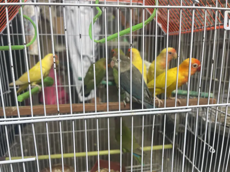 Lovebirds — photo 2