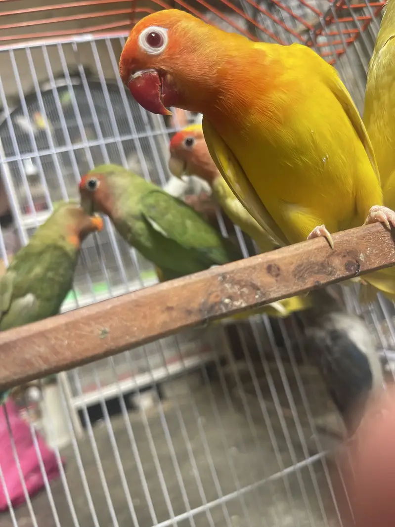Lovebirds — photo 3