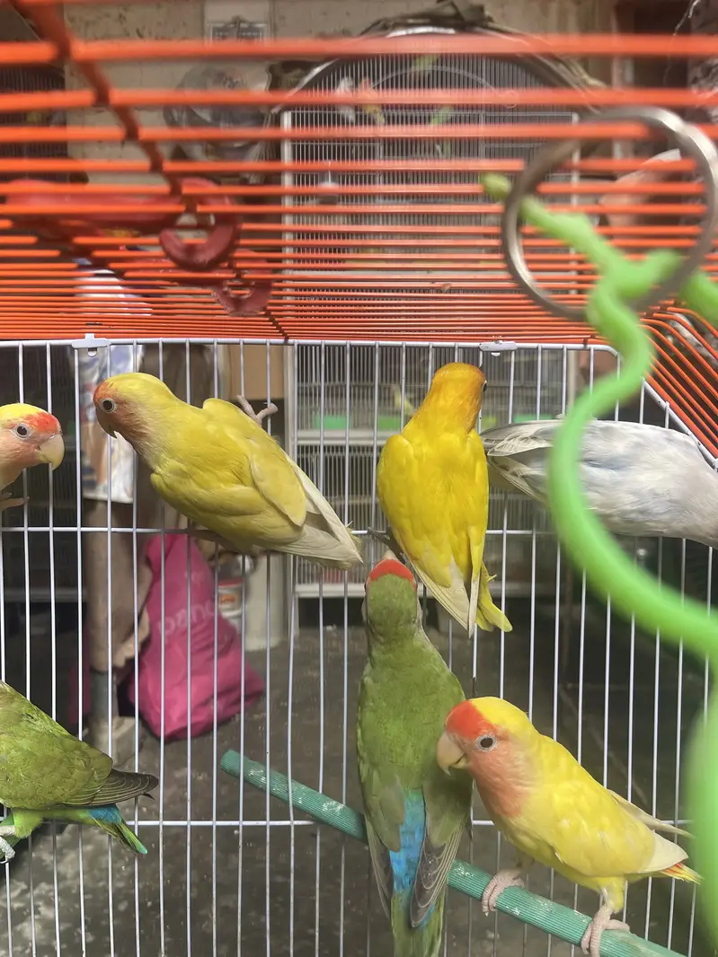 Lovebirds — photo 4