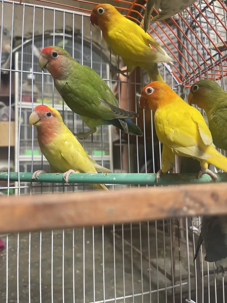 Lovebirds — photo 5