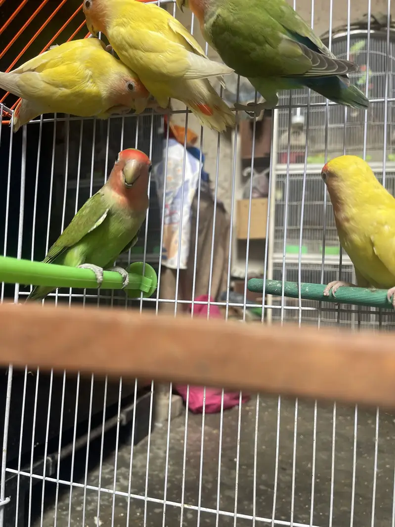 Lovebirds — photo 6