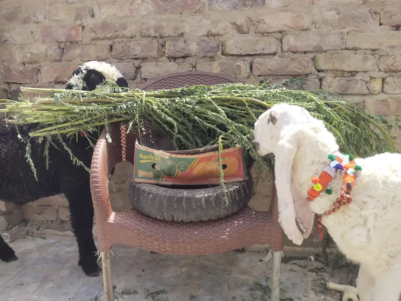 Kajla Bacha super coleti — photo 3