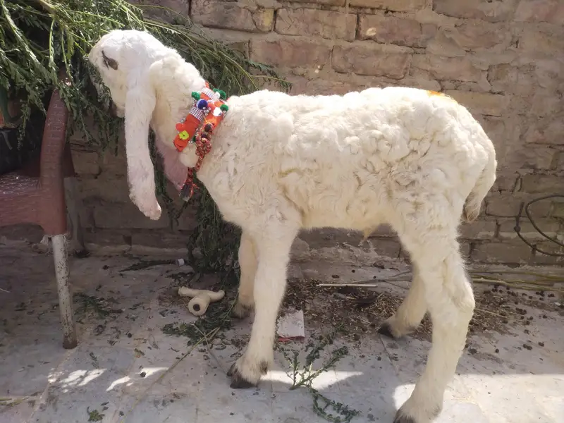 Kajla Bacha super coleti — photo 4
