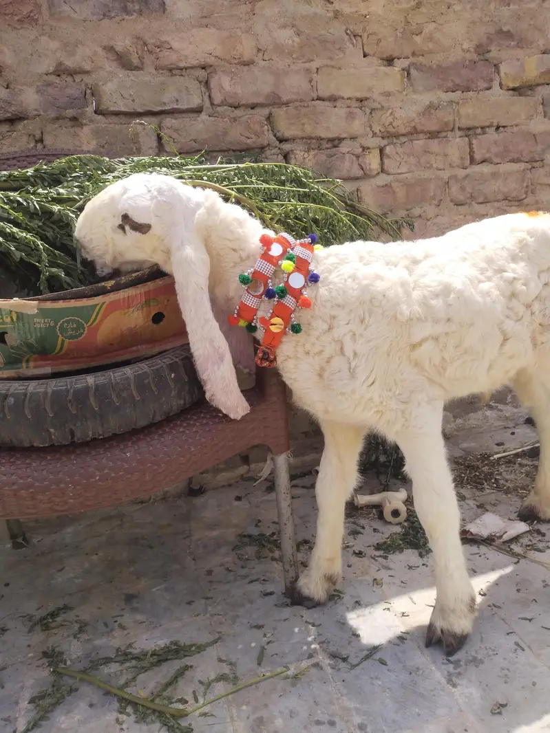 Kajla Bacha super coleti — photo 5